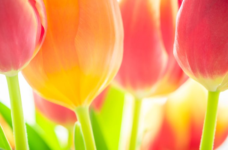 tulpen